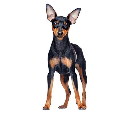 Zwergpinscher Rassebeschreibung Purina